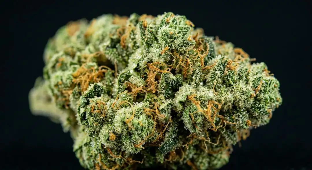 Close-up of Pineapple Express feminized buds covered in golden trichomes with vibrant orange pistils