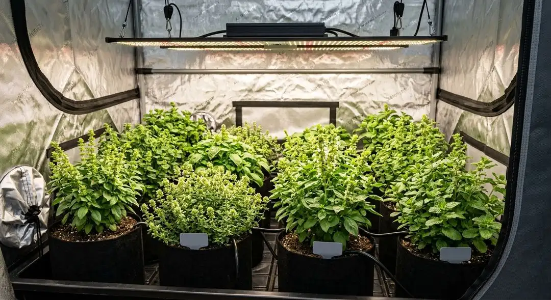 Pink Panther feminized cannabis plant mid-flower showing sativa structure and dense resinous colas under grow lights