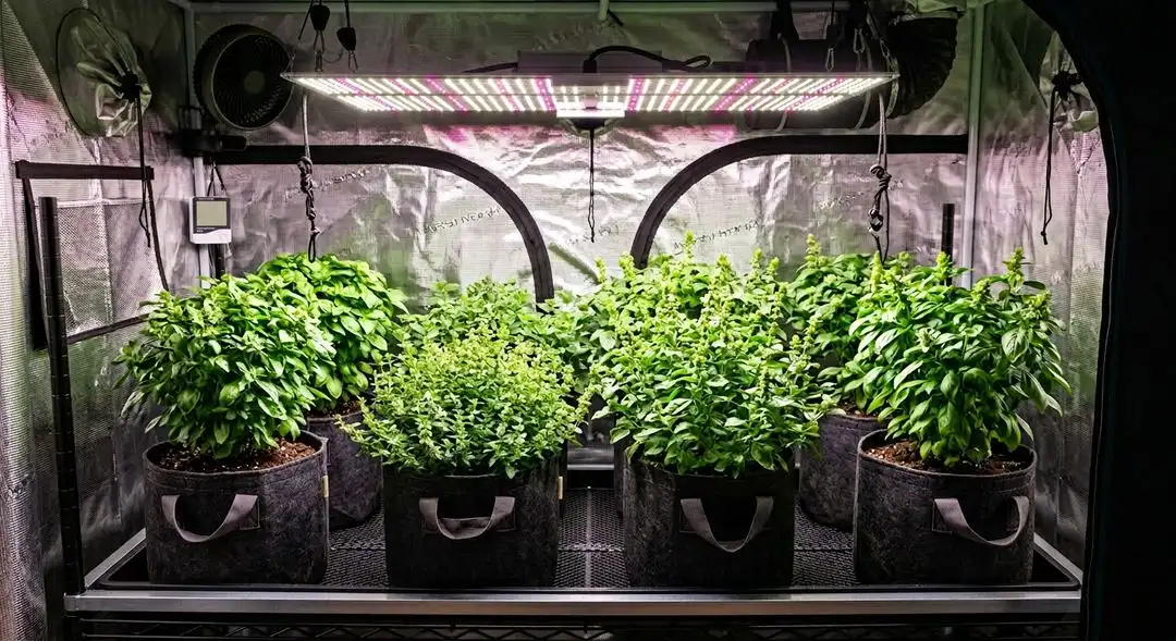 Pink Plant feminized cannabis plant in full flower showing dense sativa buds with pink floral coloration