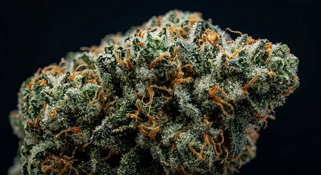 Dense Platinum Bubba Kush buds coated in silver trichomes with deep green and purple hues, showing rich resin production