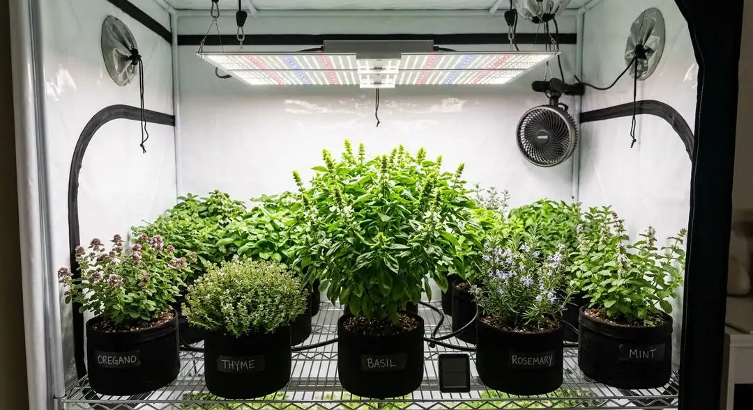 Platinum Bubba Kush plant in mid-flower showing compact bushy structure with dense bud sites and deep green foliage