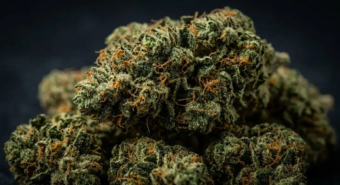 Psychosis feminized cannabis buds showing dense purple-tinged calyxes coated in amber and milky trichomes