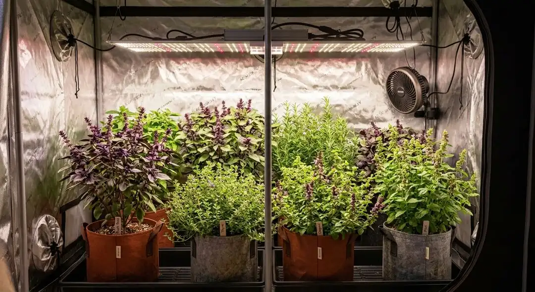 Purple Haze cannabis plants showing deep purple coloration during late flowering stage under grow lights