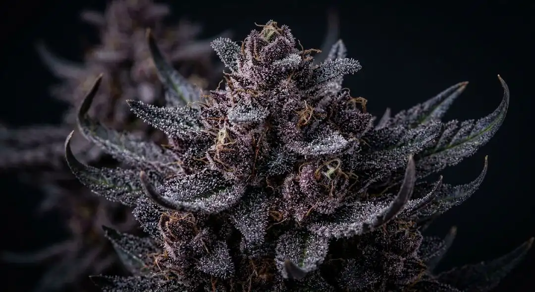 Purple Kush feminized cannabis buds with deep violet hues and white trichomes