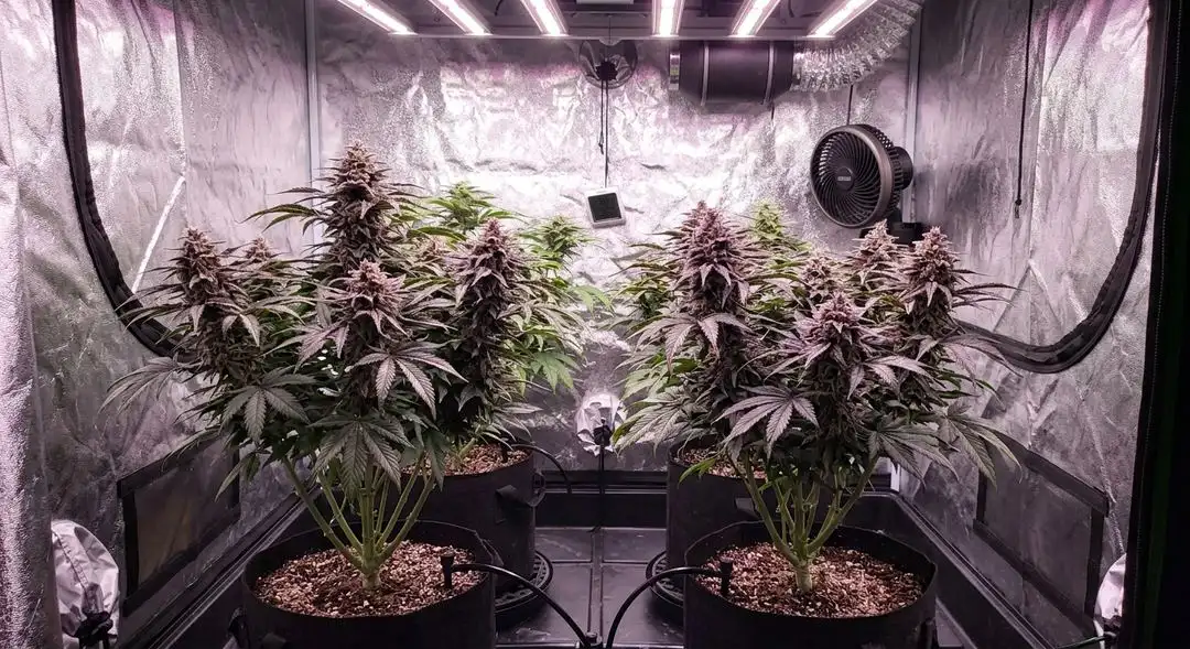 Purple Kush cannabis plants with purple-streaked leaves under LED lights