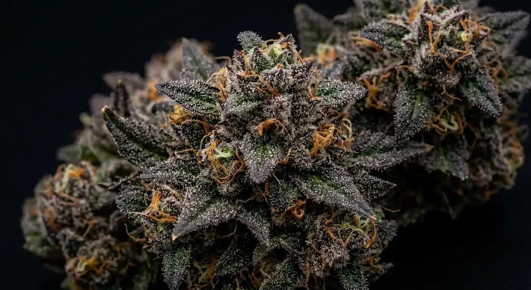 Purple Power feminized cannabis buds showing deep purple hues, dense structure, and frosty trichome coverage at harvest