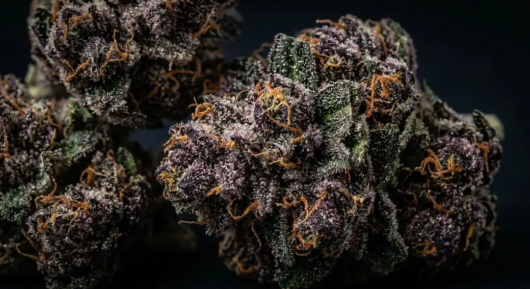 Dense purple-hued Purple Punch cannabis buds covered in frosty trichomes, showing deep violet and green coloration at harvest