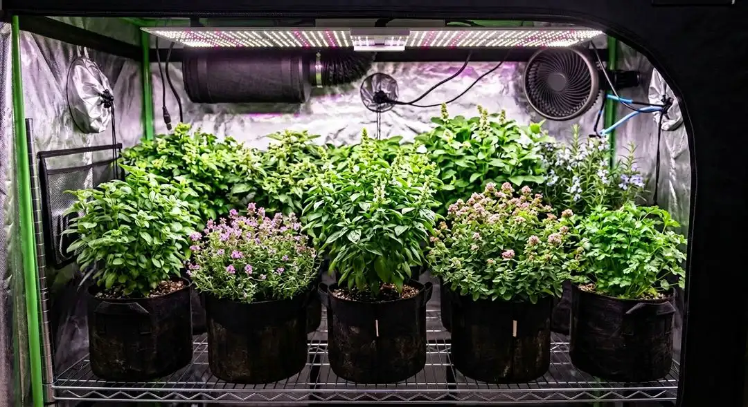 Quantum Kush plants in late flower showing vigorous sativa-dominant stretch with dense trichome-coated colas under grow lights