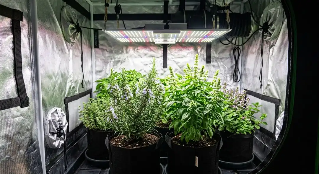 Rainbow Kush feminized cannabis plant in mid-flower showing dense buds with purple hues and orange pistils