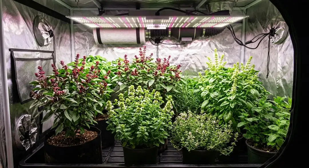 Red Dragon cannabis plant mid-flower showing vigorous sativa structure with multiple bud sites and green foliage