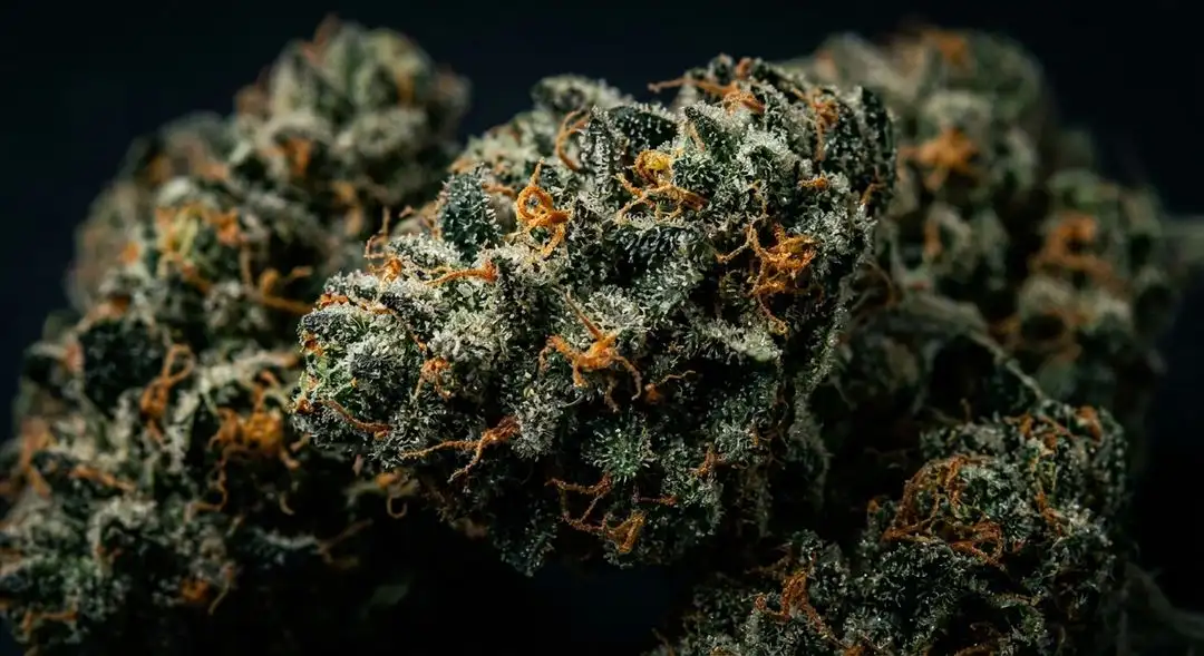 Royal Dwarf Autoflower dense earthy buds covered in trichomes, showing the compact Skunk-Ruderalis indica structure at harvest