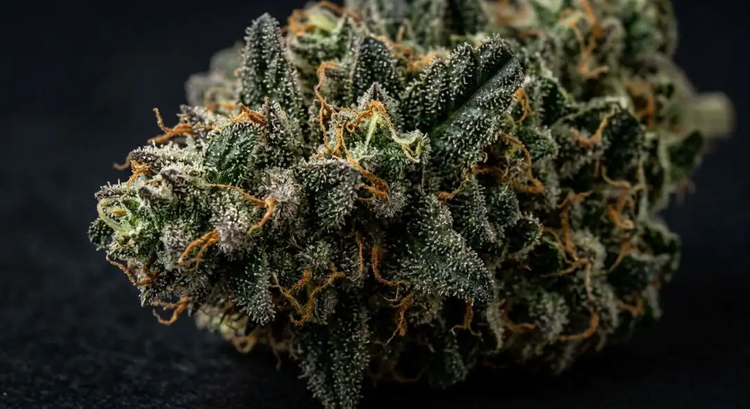 Silver Pearl feminized cannabis buds showing dense resinous calyxes with pine and citrus terpene expression, sativa structure