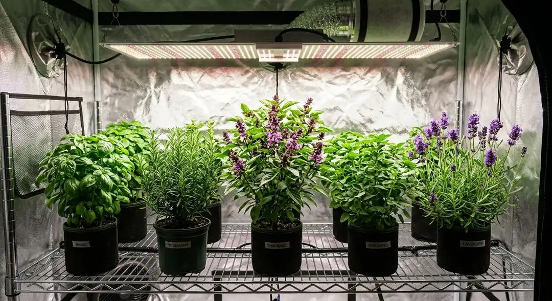 Skunk Red Hair cannabis plant in mid-flowering stage showing medium structure, orange pistils, and healthy green foliage