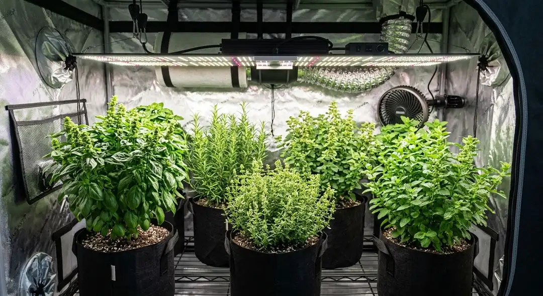 Healthy Skunk Special cannabis plants in mid-flower showing dense bud sites and dark green foliage under grow lights