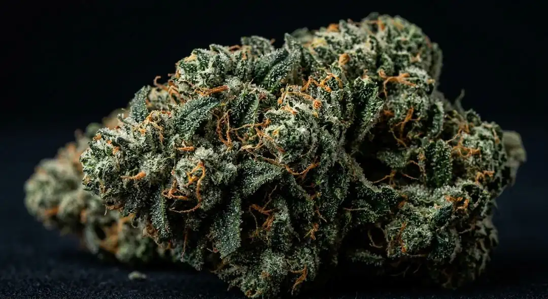 Skywalker OG autoflower dense resinous buds with deep green color and orange pistils at peak harvest maturity