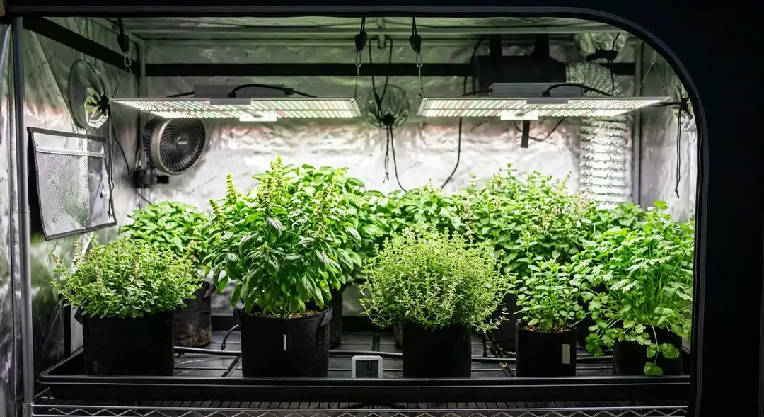 Skywalker OG autoflower plant in mid-flowering stage showing compact indica structure with heavy bud sites under grow lights