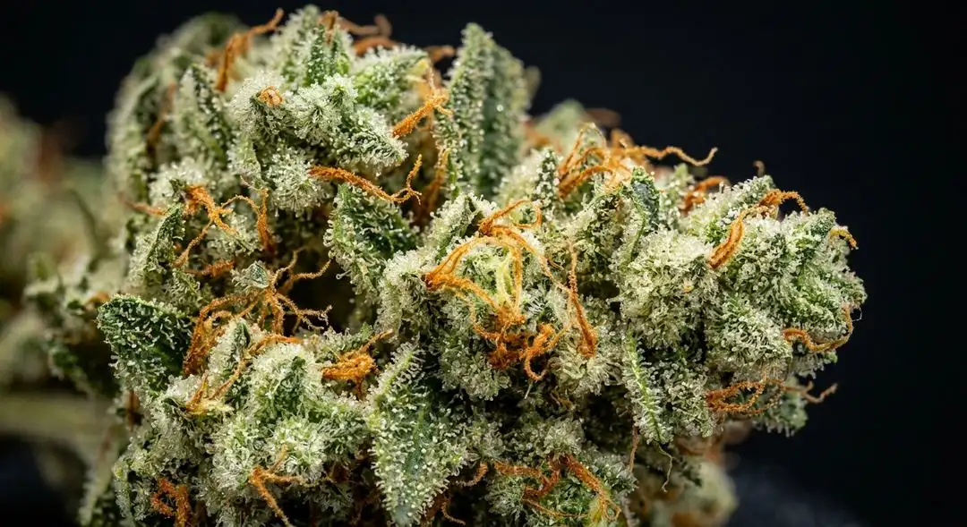 Sour Diesel feminized cannabis buds with glistening trichomes and orange pistils