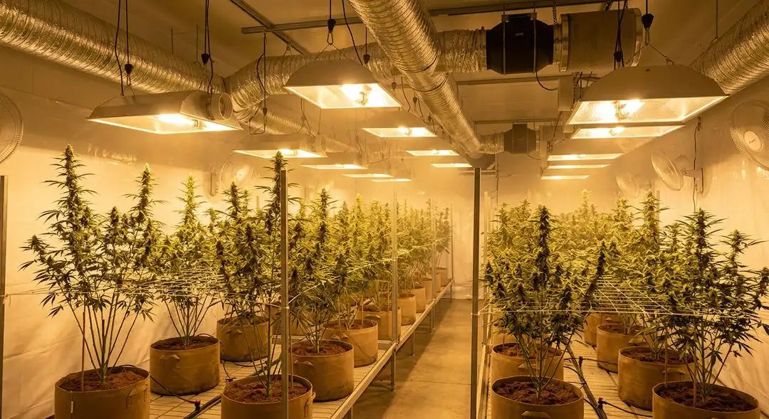 Sour Diesel cannabis plants in flowering stage under grow lights