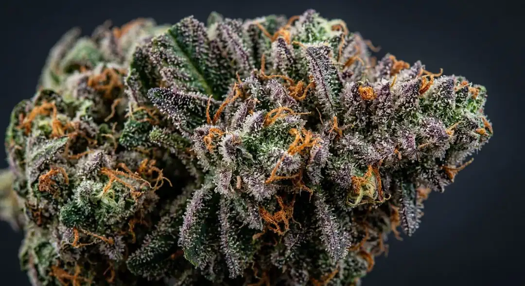 Dense Sour Tsunami cannabis buds showing frosty trichomes with green and purple hues, reflecting its high-CBD Diesel genetics