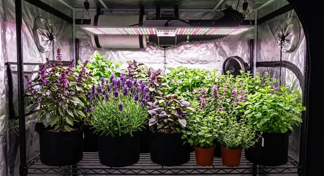 Sour Tsunami cannabis plants in mid-flower showing branchy sativa structure with developing CBD-rich buds under grow lights