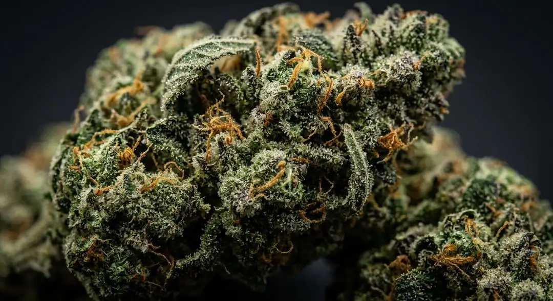 Close-up of Super Skunk feminized buds showing dense resinous calyxes with orange pistils and heavy trichome coverage