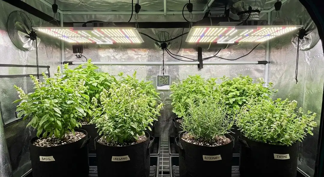 Super Skunk feminized cannabis plant in late vegetative stage showing compact indica structure with broad dark green fan leaves