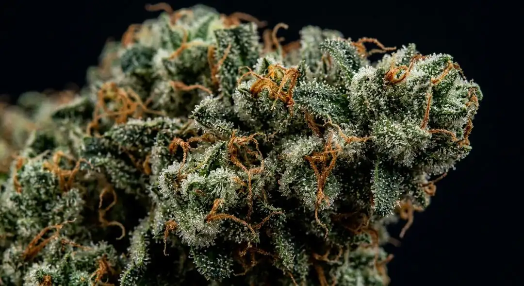 Close-up of Swazi feminized cannabis buds showing long sativa structure with orange pistils and fine trichome coverage