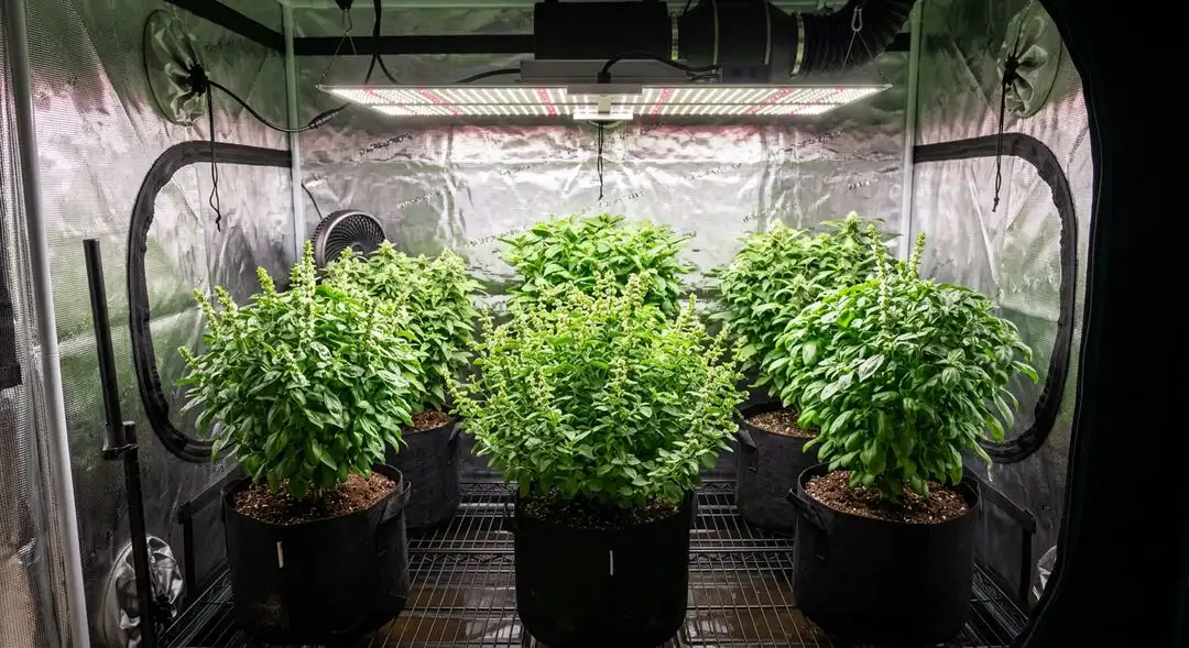 Tall Swazi sativa cannabis plants growing outdoors in full sun showing classic narrow-leaf African landrace structure