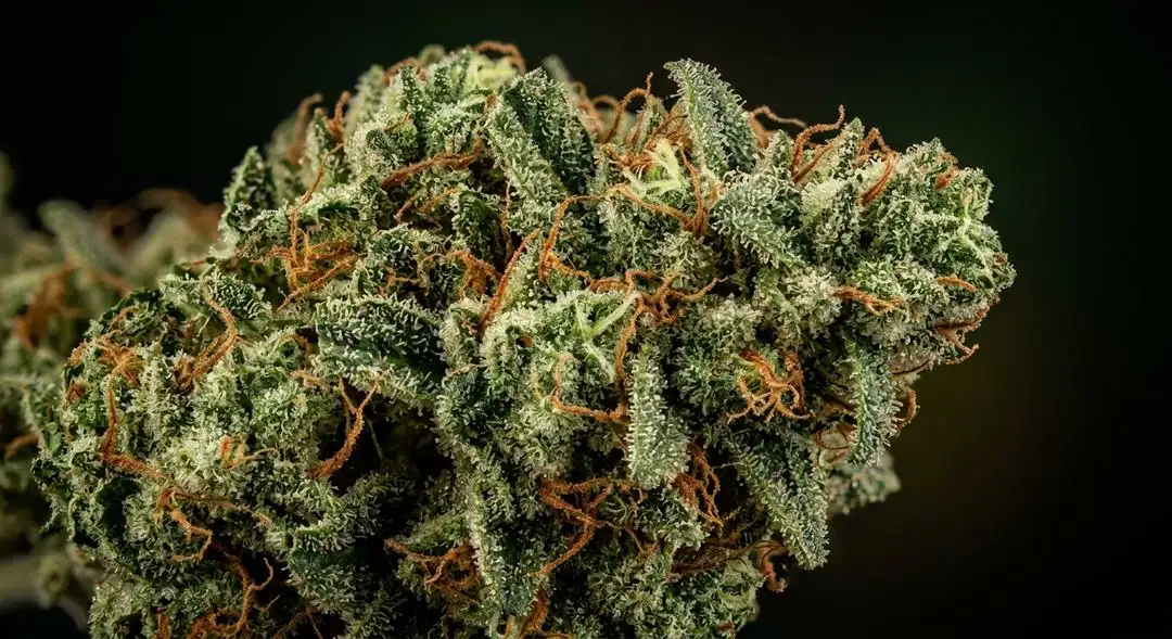 Swiss Miss feminized cannabis buds showing dense resinous structure with orange pistils and green calyxes