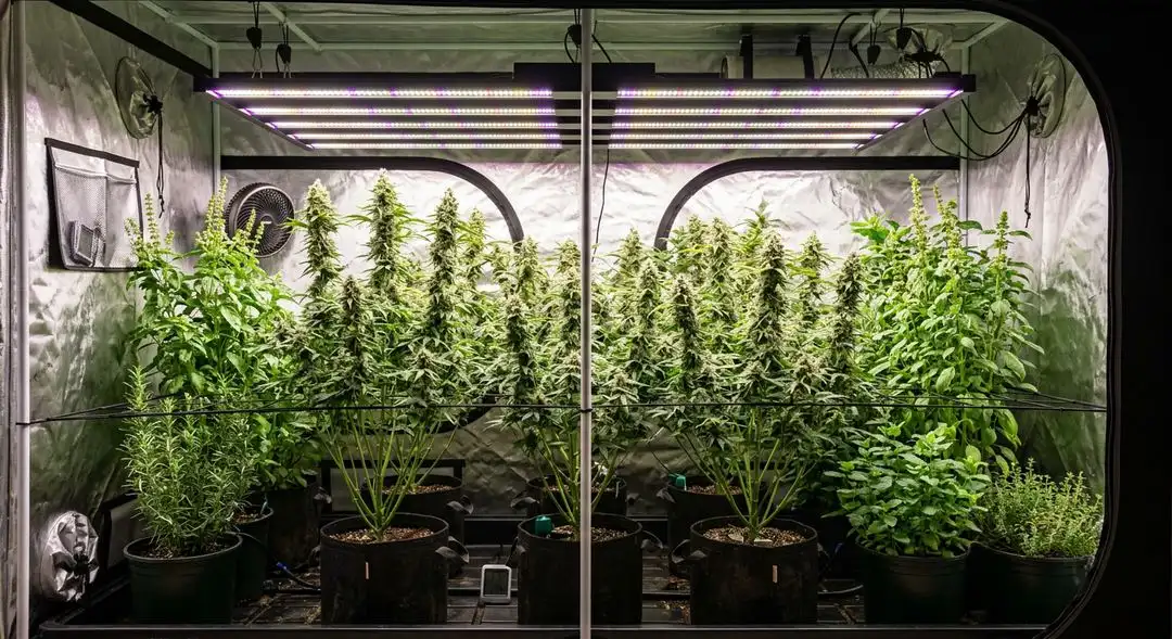 Swiss Miss cannabis plant mid-flowering stage showing dense lateral branching and early bud formation under grow lights