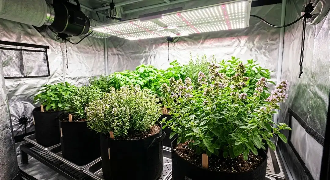 THC Bomb feminized cannabis plant mid-flower showing dense bud development and resinous trichome coverage