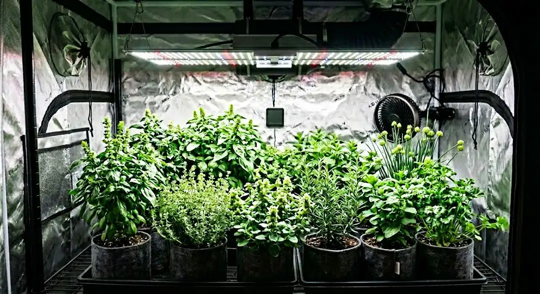 Trainwreck feminized cannabis plants in late flowering stage showing dense sativa bud structure and heavy resin production