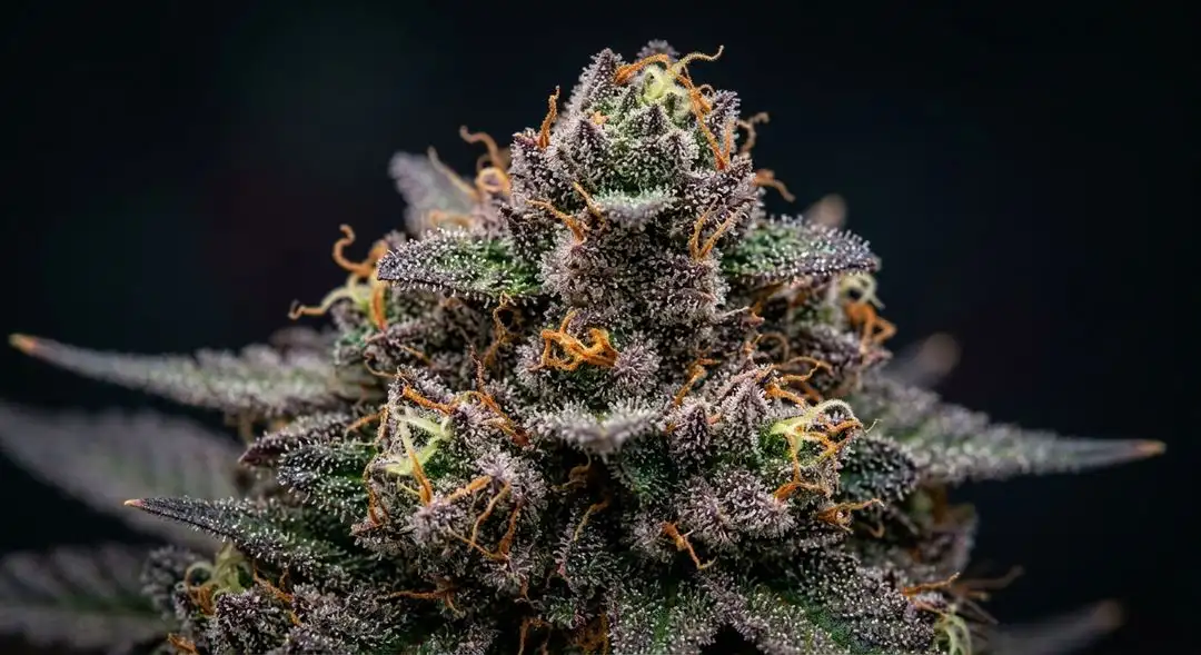 Triangle Kush feminized cannabis buds showing dense olive-green nugs with amber trichomes and purple hues