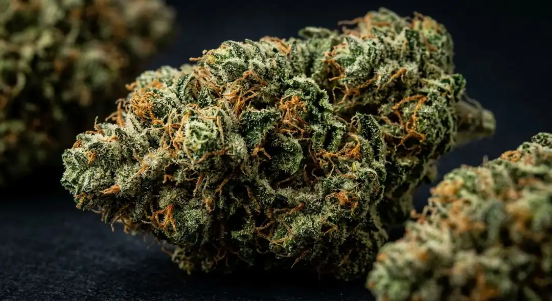 True OG feminized cannabis buds showing dense resinous structure with orange pistils and heavy trichome coverage