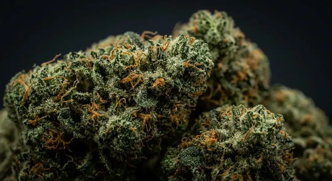 Dense, resin-coated Vanilla Kush indica buds showing deep green coloration with amber pistils and a thick trichome layer