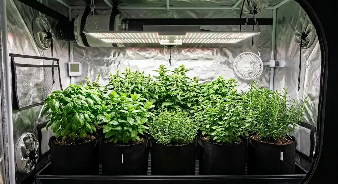 Vanilla Kush cannabis plants mid-flower in an indoor grow tent showing compact indica structure with heavy bud sites and dense canopy