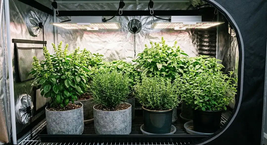 Waikiki Queen cannabis plants in vegetative stage showing tall sativa structure with broad fan leaves