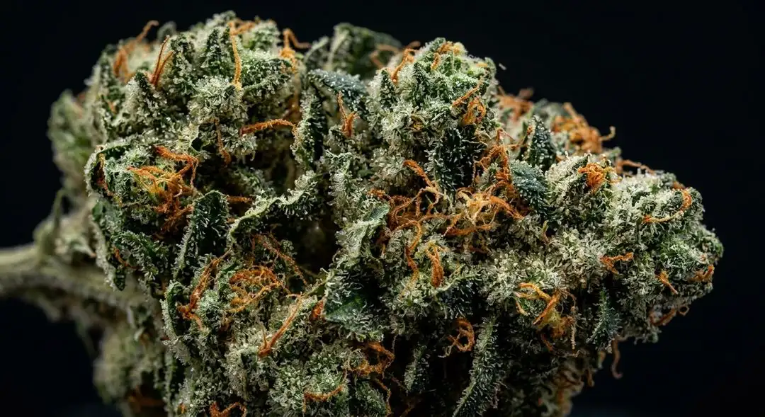 Close-up of Wedding Cake feminized cannabis buds covered in white trichomes with purple hues and orange pistils