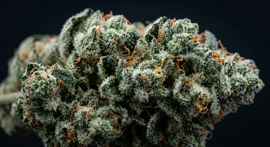 Close-up of White Berry feminized cannabis buds covered in frosty trichomes with deep blue and green hues