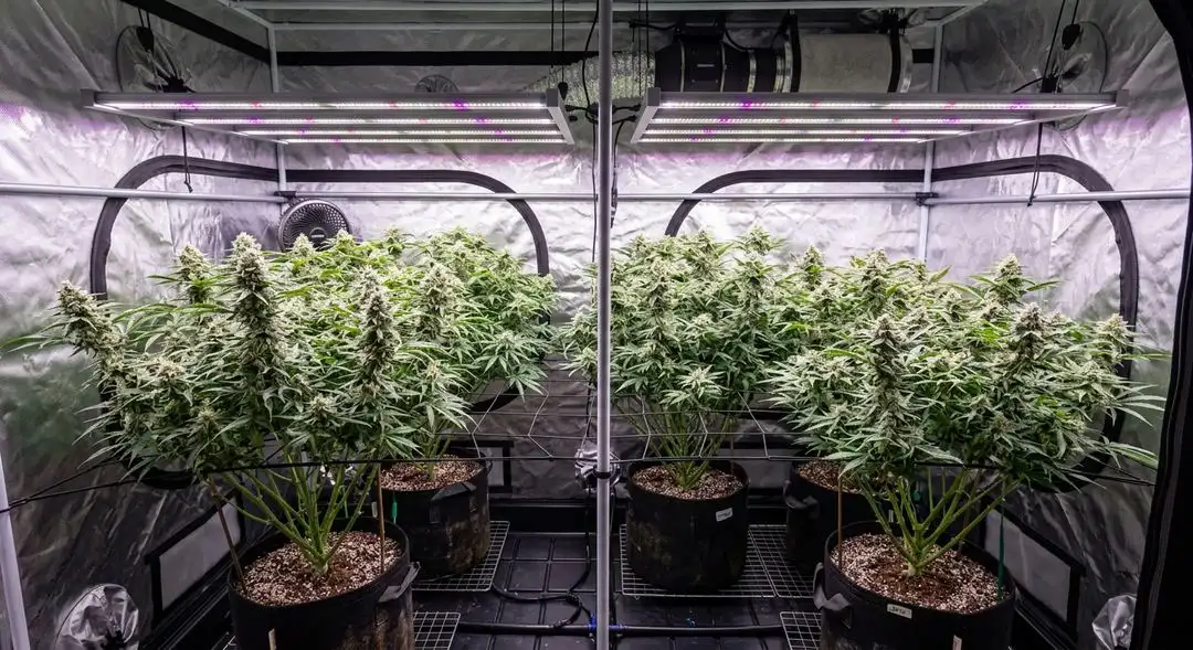 White Berry cannabis plant in mid-flower stage showing dense resinous buds and deep green foliage under grow lights