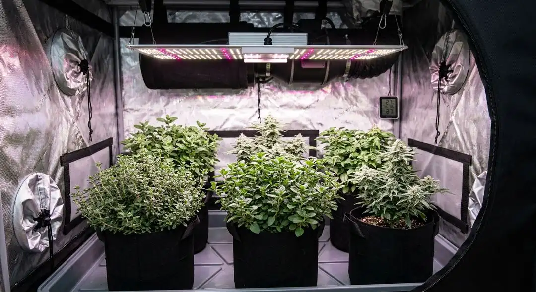 White Cookies cannabis plants mid-flowering indoors showing dense bud structure and heavy trichome development under grow lights