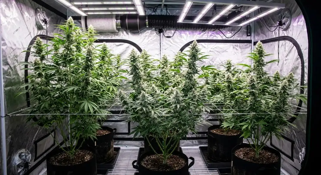 White Russian cannabis plants in mid-flower stage showing dense bud sites and medium plant structure under indoor grow lights