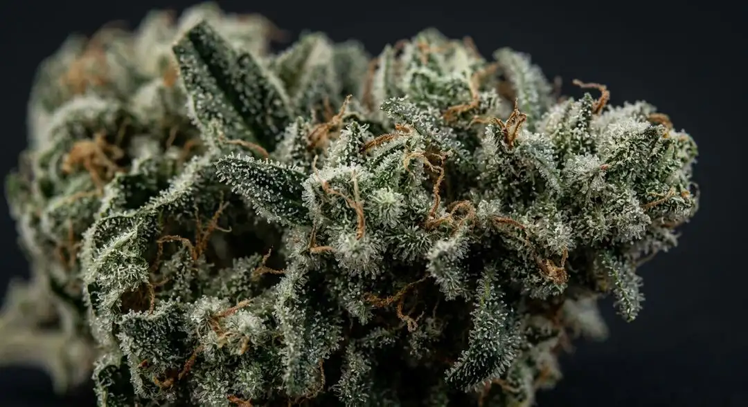 White Widow feminized cannabis buds with dense white trichome coverage
