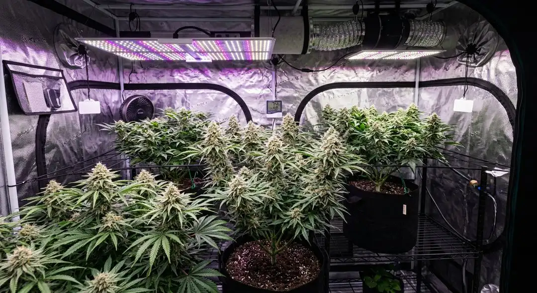 White Widow cannabis plants flowering under LED grow lights