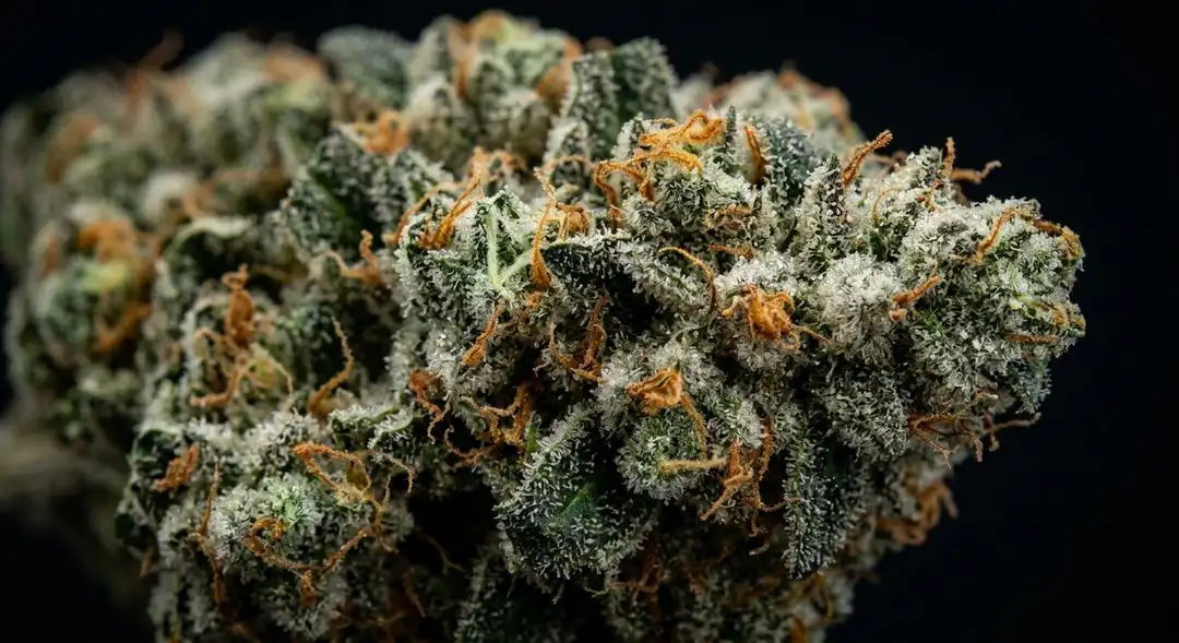 White Widow XTRM feminized buds covered in thick white trichome resin under bright grow lights